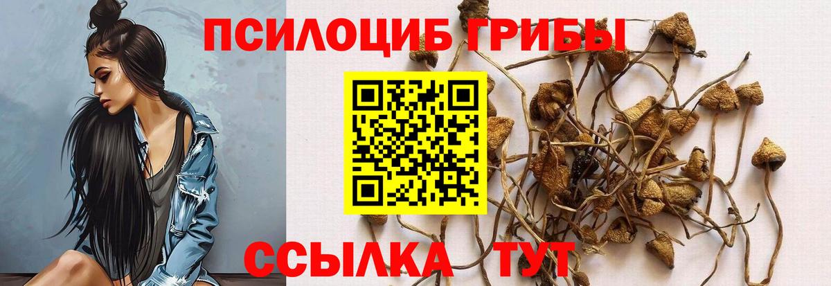 Псилоцибиновые грибы Cubensis Всеволожск